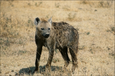Eine einsame Hyäne