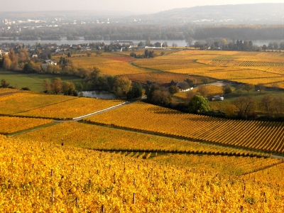 Blick nach Winkel im Rheingau.jpg