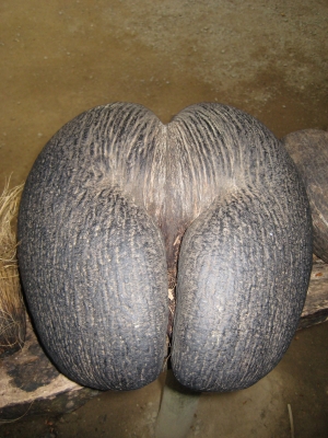 Coco de Mer