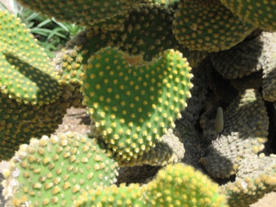 Kaktusherz