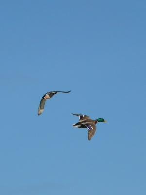 Enten im Flug