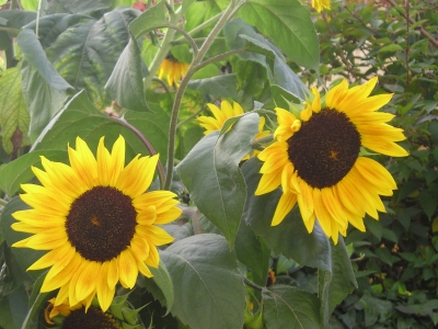 Sonnenblumen