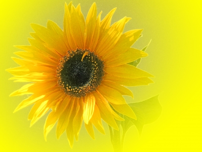 Sonnenblume - Variation in gelb