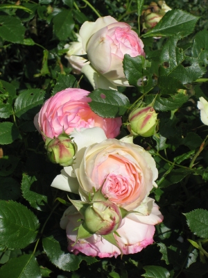 Rosen aus Marias Garten