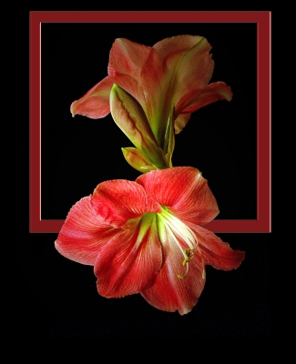 Amaryllis