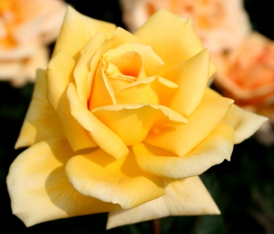 The Yellow Rose Of Texas.....