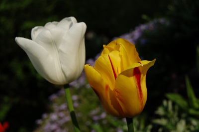 Tulpen 2