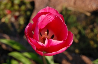 Tulpen 3