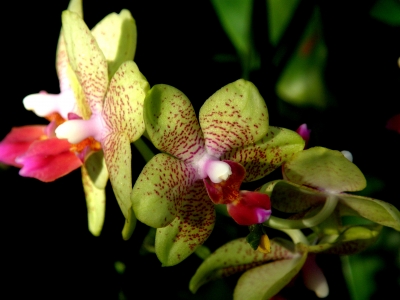 grüne Orchidee