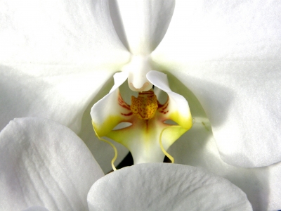 weiße Orchidee Detail