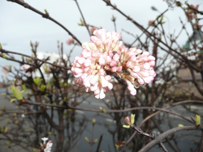 Erste Blüten