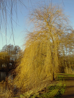 Trauerweide im Winter