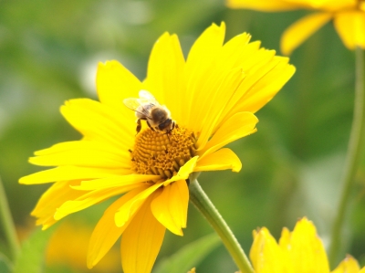 Biene sammelt süßen, gelben Nektar