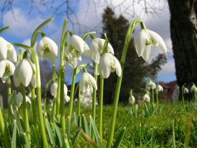 Frühling