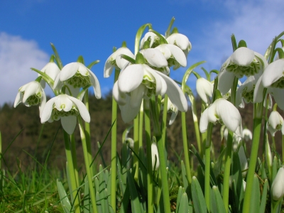 Frühlingsboten