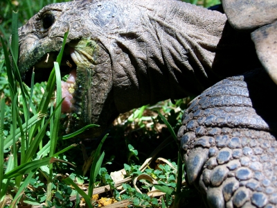 Leopard Tortoise eating