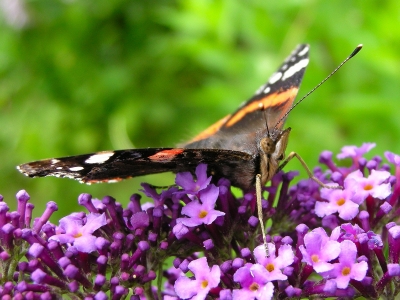 Schmetterling - ganz nah