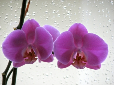 Orchidee vor regennassem Fenster
