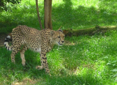 Gepard