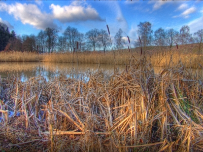 Tümpel mit Schilf    HDR