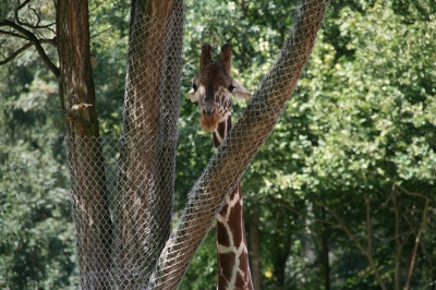 Giraffe am Baum
