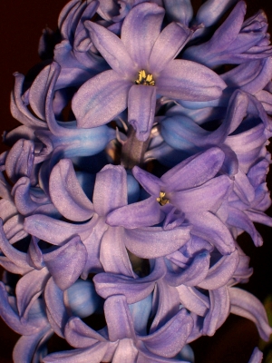 Hyazinthe lila