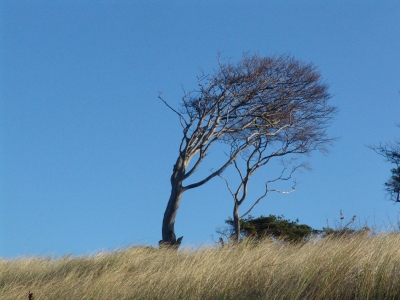 Windflüchter