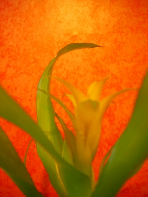 Blume, gelb 1