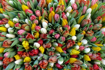 "Viele Tulpen machen den Frühling"