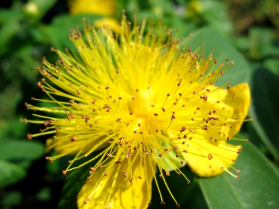 Gelbe Tentakel Blume