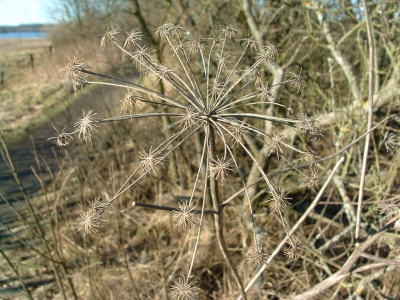 Doldenblüher