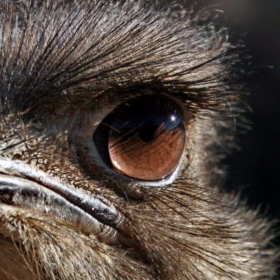Vogel Strauß (Detail Auge)