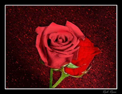 Red Rose!