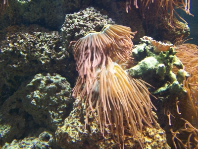 Seeanemonen Eins