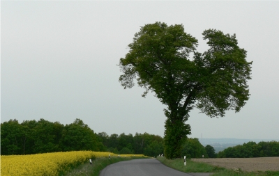 Straßenbaum