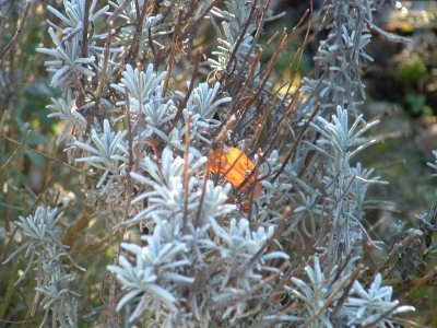 Lavendel im Morgenreif