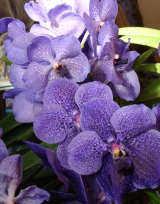 Lila,  großblütige Orchidee