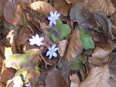 Beginnt der Frühling schon im Februar ?