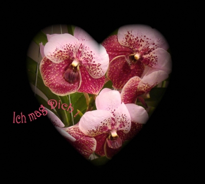 Orchidee im Herz (Ich mag Dich!)