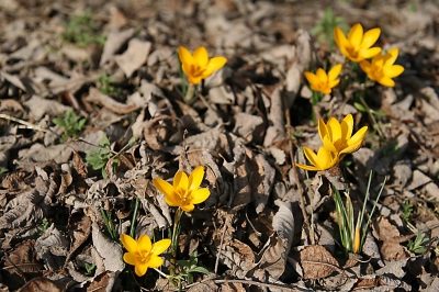 Frühling