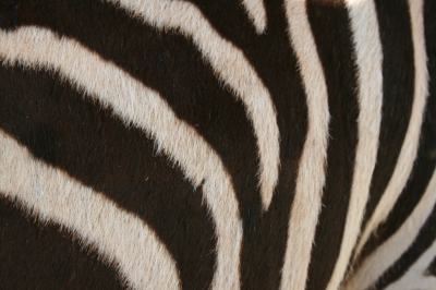 Zebrafell