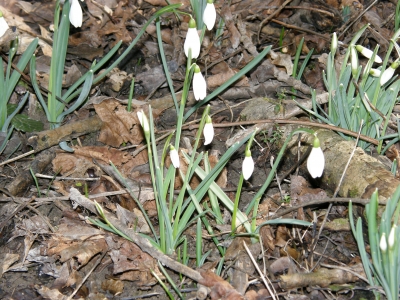 frühlingsgruß