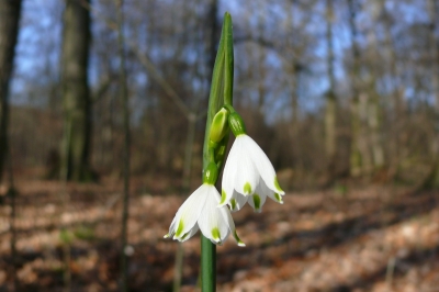 "Großes Schneeglöckchen"