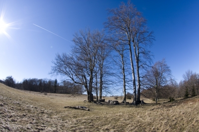 Alb-Weidebuchen