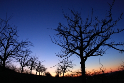 Abendbäume