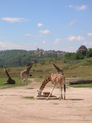 Giraffen im Prager Zoo
