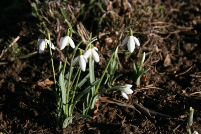 Frühlingsboten