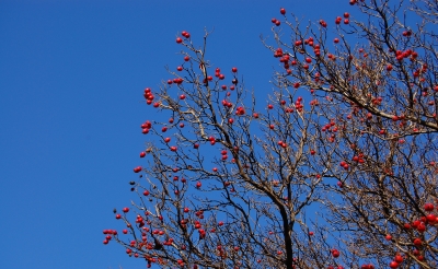 Vogelbeerbaumkrone im Februar