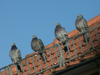Tauben auf dem Dach
