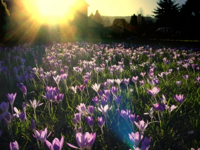 Gegenlicht Krokusse